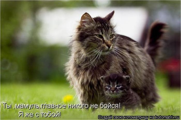 Устал, как собака? Отдохни, как кошка! Устал, как собака? Отдохни, как кошка!