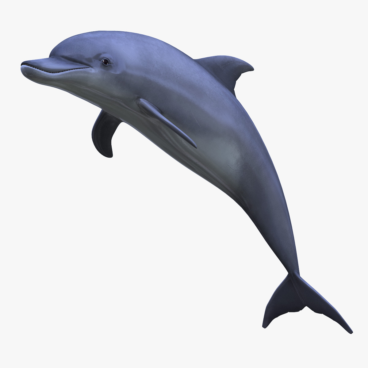 Tucuxi Дельфин