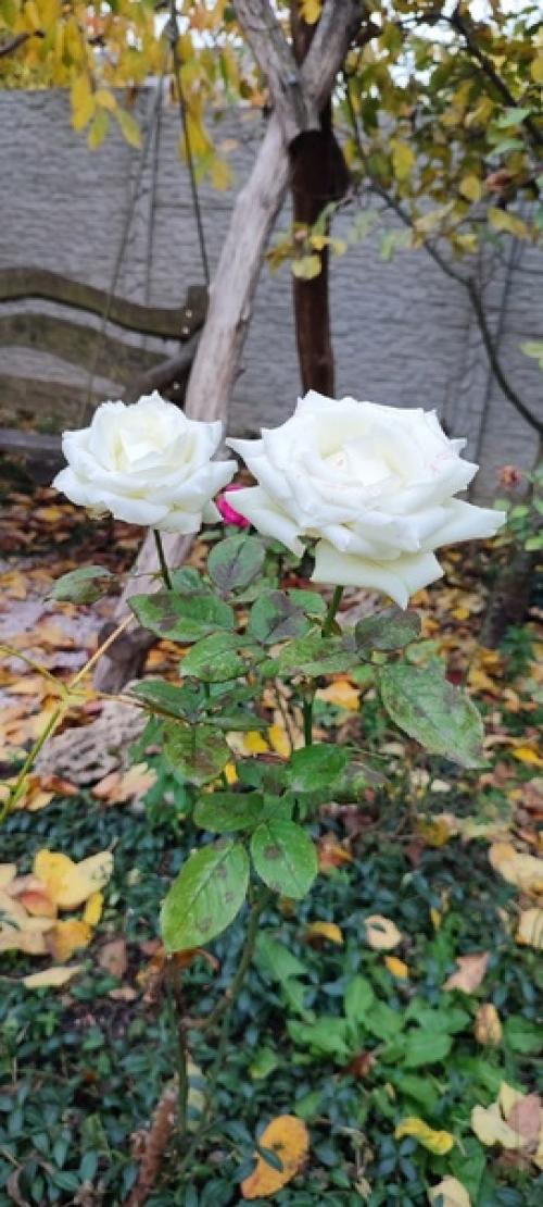 День 31.  Где-то, говорят, уже зима, а у меня в саду из белого - только розы расцвели.
