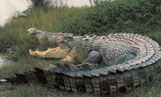 3 крокодила-гиганта, случайно попавшие на видео обычных людей длиной, просто, метров, всего, динозавров, засняли, размеров, никто, подальше, Матары, длина, поменьше, крокодила, рейнджеры, ШриЛанке, камеры В, отошли, включили, местные, останавливать
