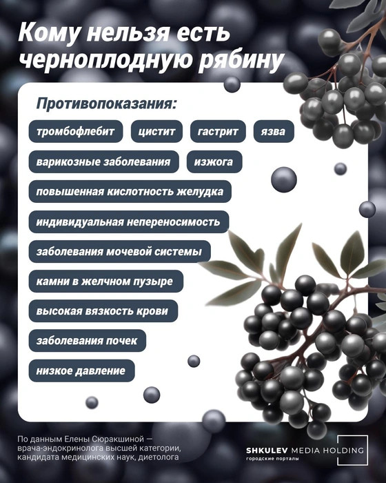 Снижает холестерин, но может «уронить» давление: кому нельзя есть черноплодную рябину здоровье и питание,польза и вред,черноплодная рябина,ягоды