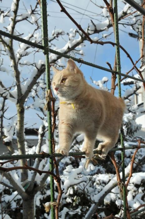 Смешные и просто красивые фотографии кошек (136 фото)