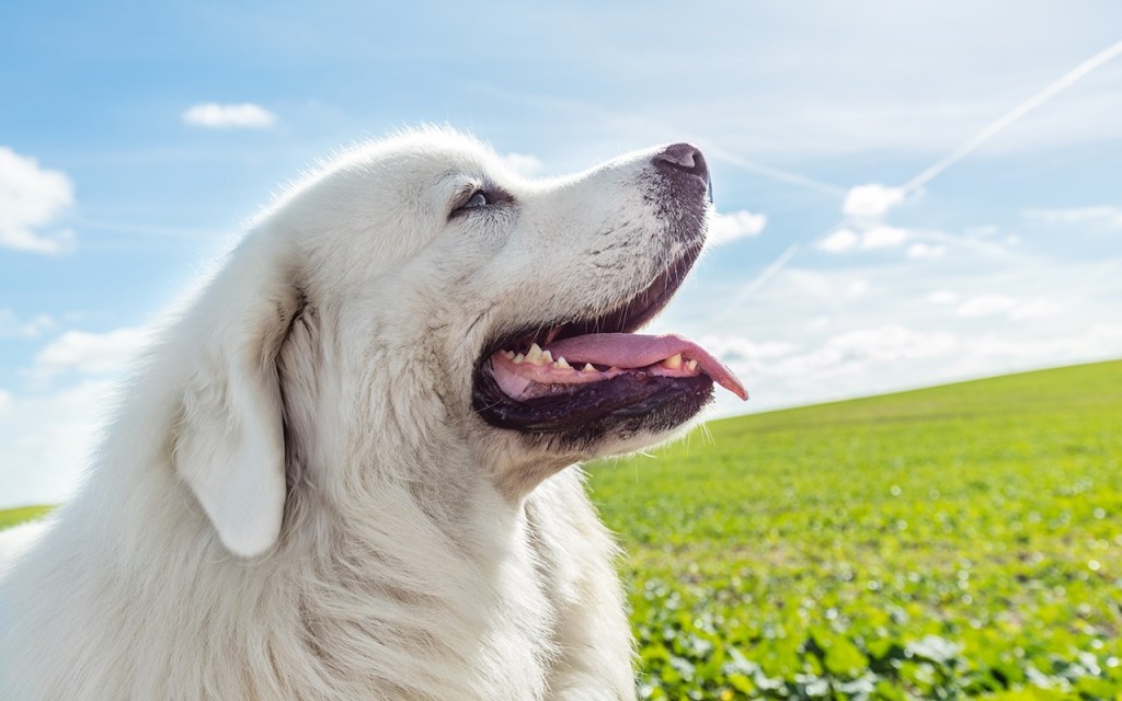 Great Pyrenees are beautiful, majestic dogs, but they're not for everyone. If you want a pyr, consider these six things first.
