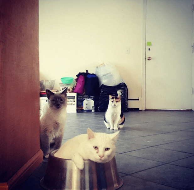 проблемы которые доставляют кошки