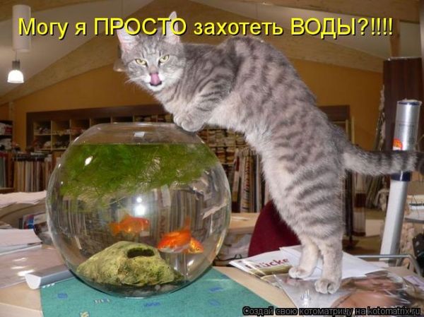 Если вы слишком много работаете - заведите кота. Силой личного примера он перетянет вас на сторону истинных ценностей: отдыха и ленивого созерцания (котоматрицы) Если вы слишком много работаете - заведите кота. Силой личного примера он перетянет вас на сторону истинных ценностей: отдыха и ленивого созерцания (котоматрицы)
