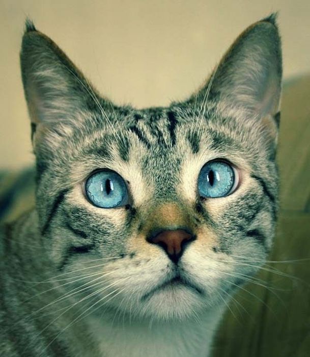 Смешные и просто красивые фотографии кошек (136 фото)