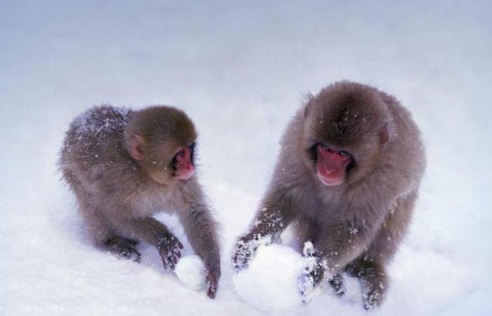 animals (52) (700x450, 26Kb)
