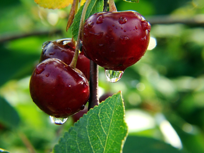 http://derevoved.com/images/uhod-za-sadom/kak-uhajivat-za-vishnej-0.jpg
