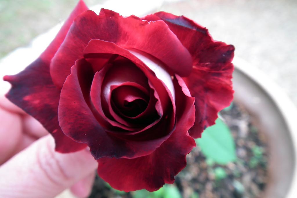 Двухцветная роза Osiria в фотографиях
