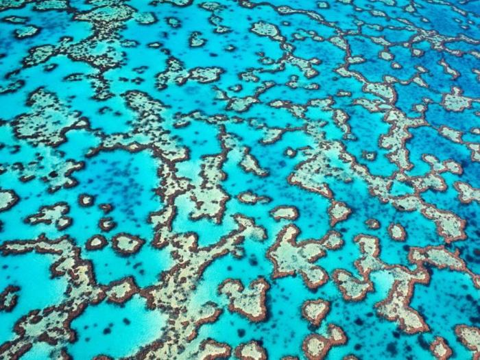 Красоты Большого Барьерного рифа (15 фото)