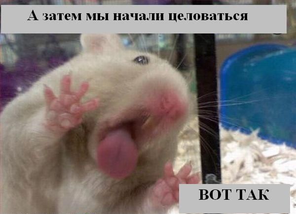 Зверьё моё... веселые картинки,животные,позитив,Смешные животные