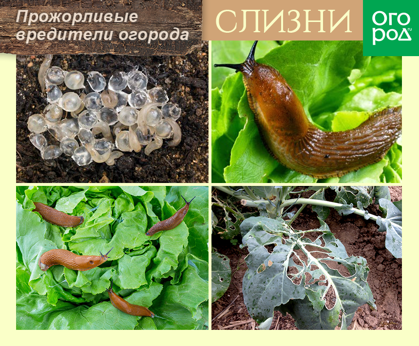 Слизни
