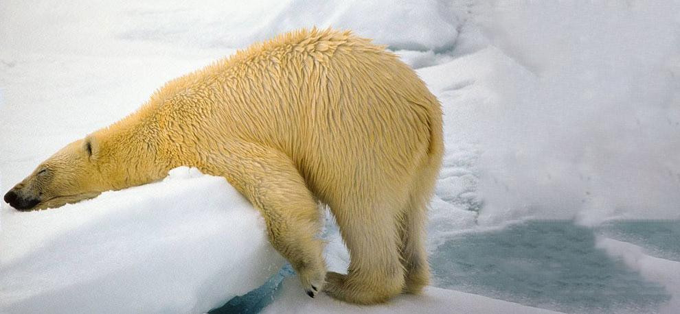 Самые смешные кадры Comedy Wildlife Photography Awards 2018