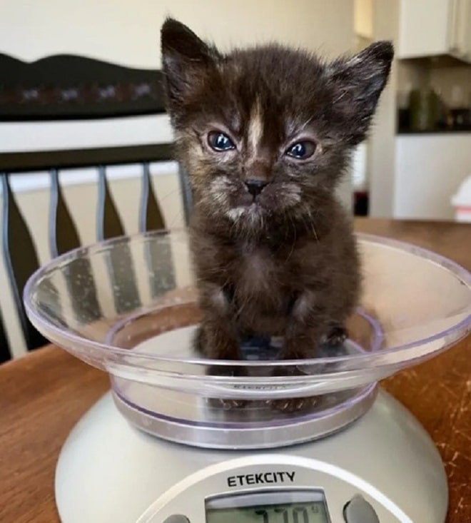 Котенок сидит