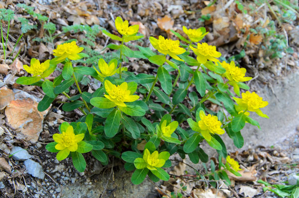 Молочай многоцветковый (Euphorbia polychroma)