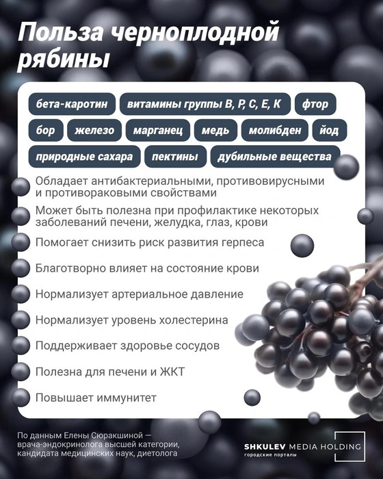 Снижает холестерин, но может «уронить» давление: кому нельзя есть черноплодную рябину здоровье и питание,польза и вред,черноплодная рябина,ягоды