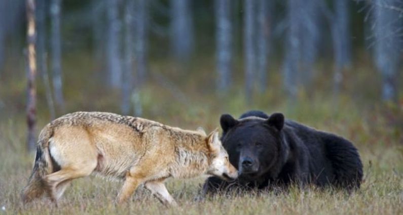 Крепкая дружба волчицы и бурого медведя дружба, животные, природа, хищники