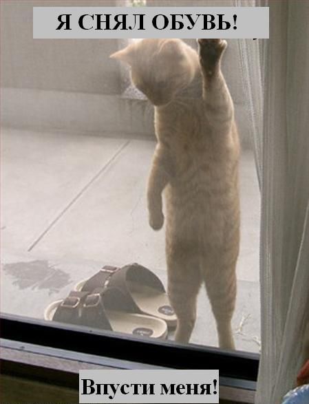 Зверьё моё... веселые картинки,животные,позитив,Смешные животные