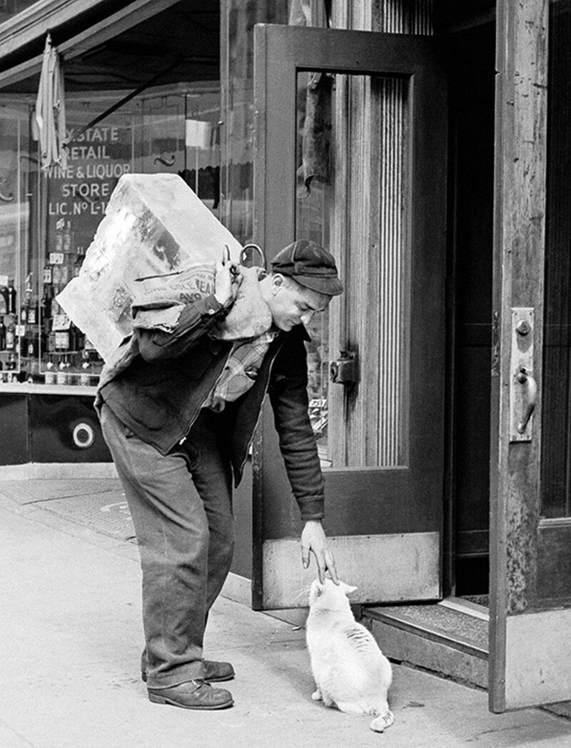 15 работ фотографа, который 75 лет снимал кошек 15 работ фотографа, который 75 лет снимал кошек снимал, который, фотографа, работ, котенка, коты15, Уолтер, кошекУолтер, начал, постоянно, снимки, кошек, принесли, именно, кошекЧандоха, стали, появилась, домой, локомотивом, сравнила