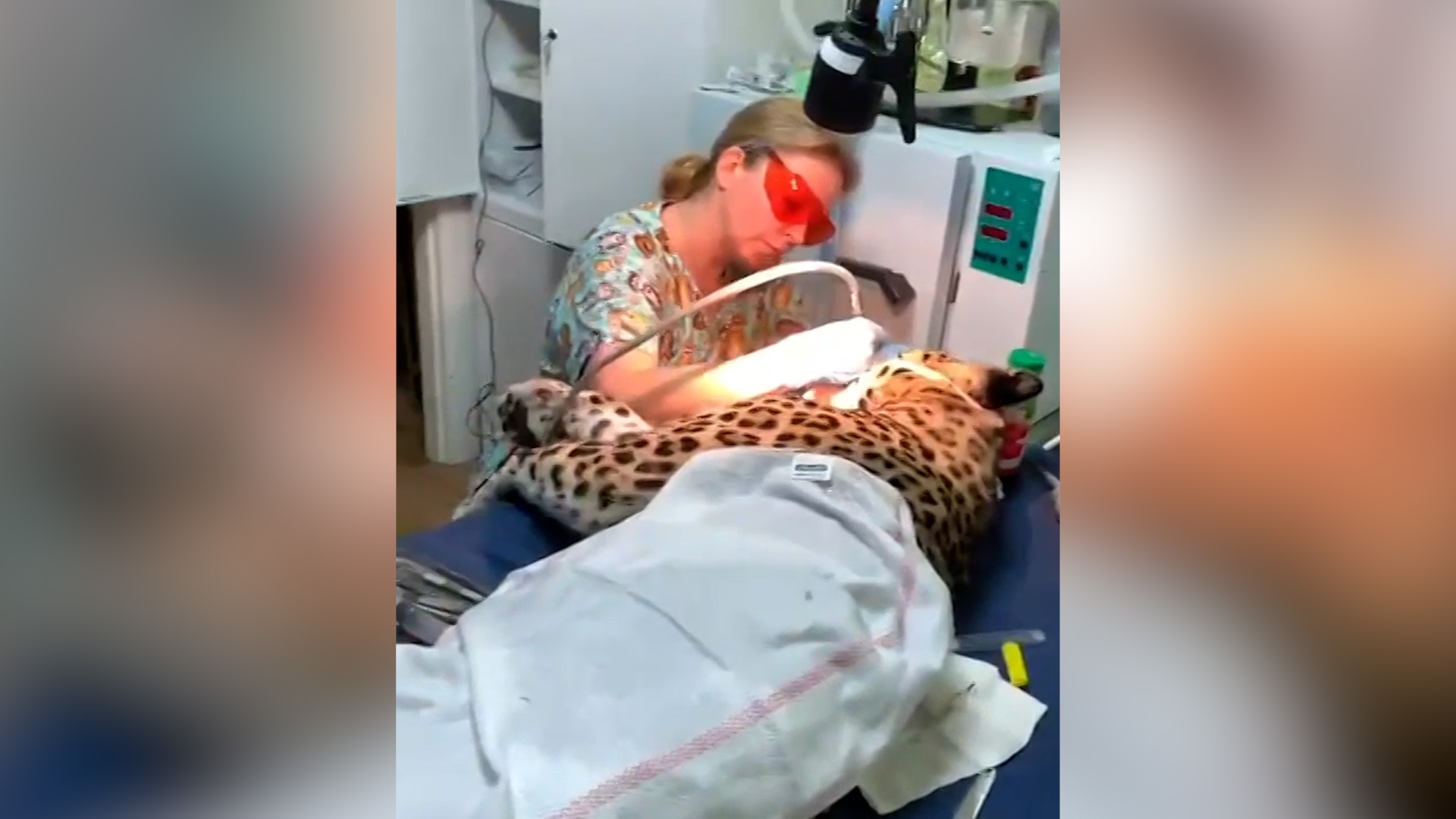 Голливудская улыбка: краснокнижному леопарду вылечили поврежденный зуб