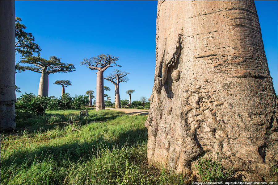 Avenue of the Baobab / Аллея Баобабов