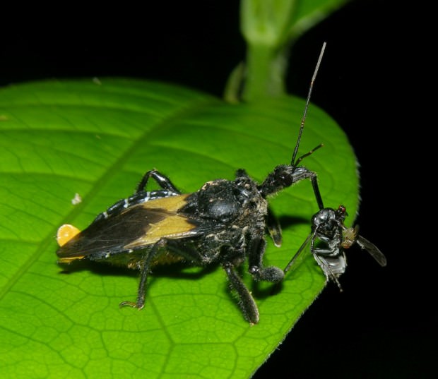 Хищнецы (лат. Reduviidae) (англ. Assassin Bugs)