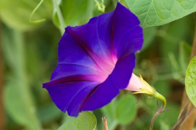 В глубине трубки ипомеи пурпурной только лишь белый и пурпурный. © gardenersworld  
