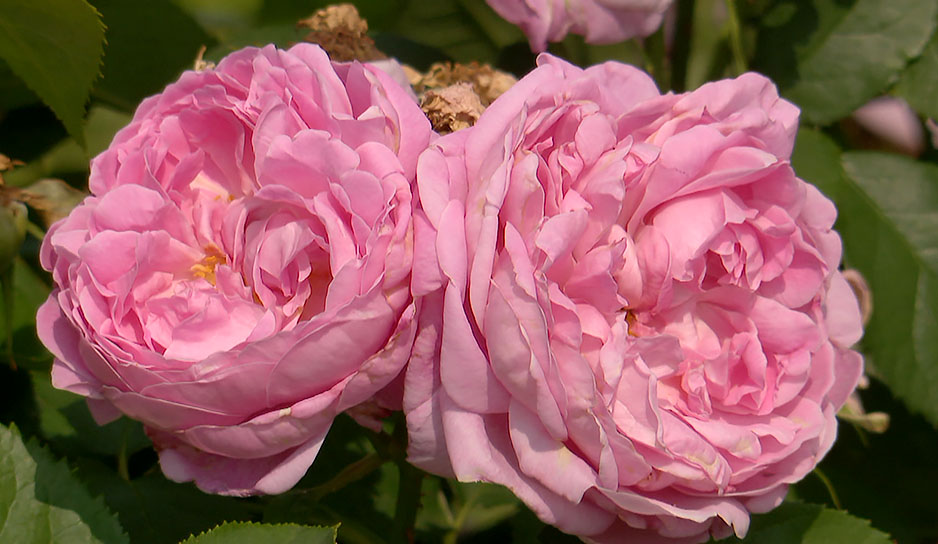 Ботанический сад: как начиналась национальная коллекция роз