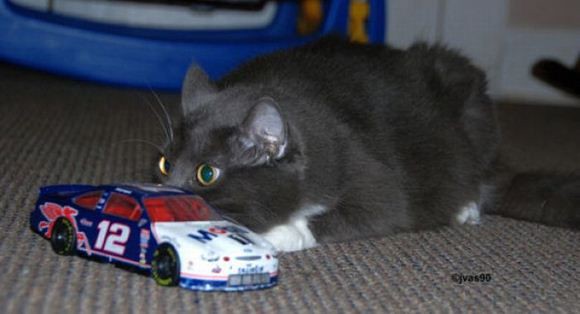 Непревзойденные мастера скрытности! Скрытность, кошки, подборка, прикол, юмор