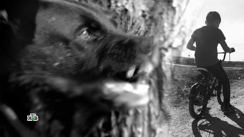Бродячие псы атакуют: как собака становится врагом человека
