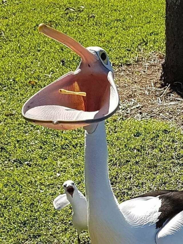 Пеликан с открытым клювом