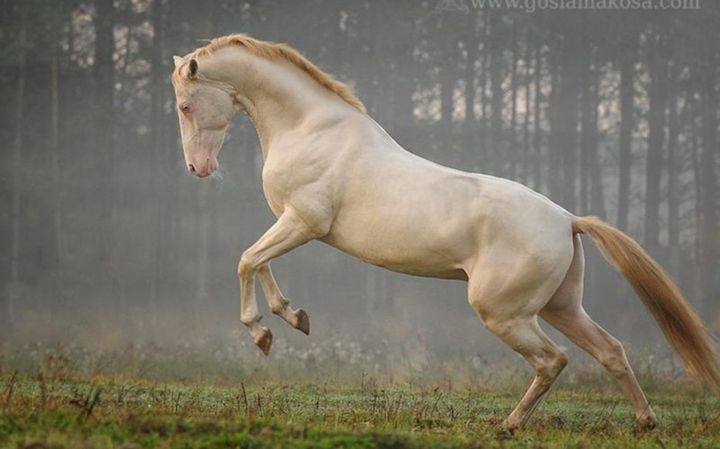 Еще одна ахалтекинская лошадь животные, лошадь