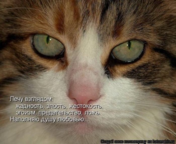 Устал, как собака? Отдохни, как кошка! Устал, как собака? Отдохни, как кошка!