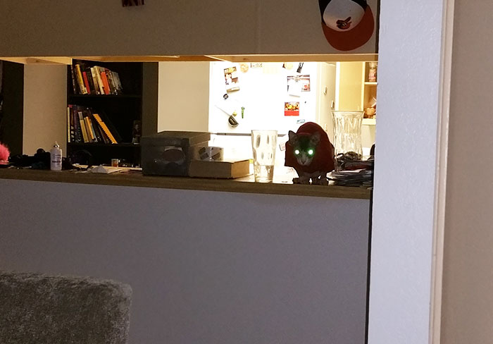 30 случаев, когда люди думали, что у них нет кота, но вот же он