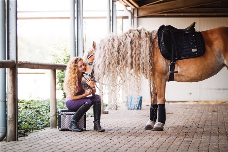 Шторм — сказочная лошадь Хафлингера Шторм — сказочная лошадь Хафлингера животные,природа