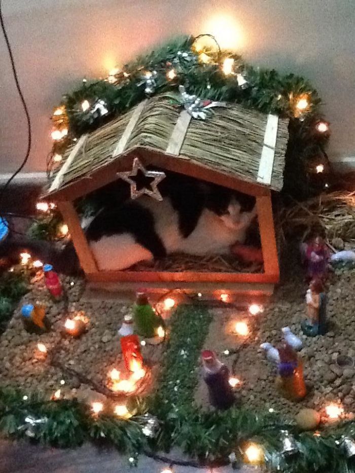 My In-Laws Cat Is Really Getting Into The Christmas Spirit This Year