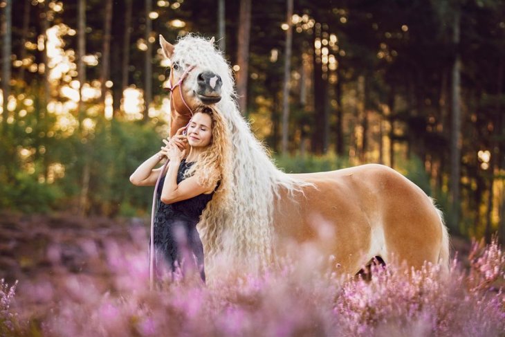 Шторм — сказочная лошадь Хафлингера Шторм — сказочная лошадь Хафлингера животные,природа