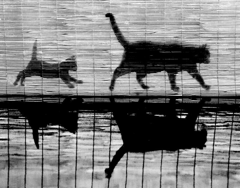 15 работ фотографа, который 75 лет снимал кошек 15 работ фотографа, который 75 лет снимал кошек снимал, который, фотографа, работ, котенка, коты15, Уолтер, кошекУолтер, начал, постоянно, снимки, кошек, принесли, именно, кошекЧандоха, стали, появилась, домой, локомотивом, сравнила