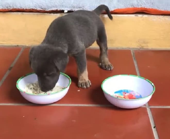 Щенок и миски