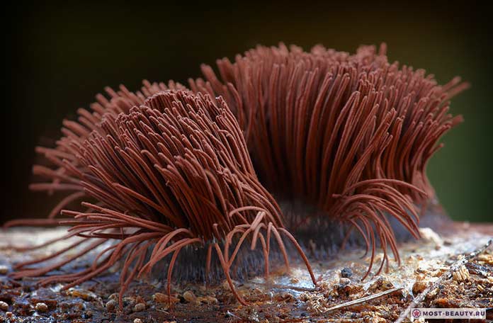 Stemonitis Axifera 