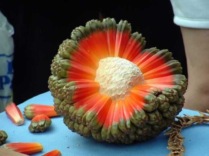 Самые экзотические фрукты в мире