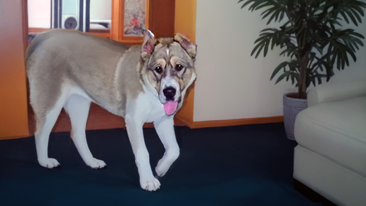 Неожиданный визит