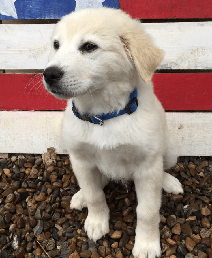 Rocky | Great Pyrenees | It's Dog or Nothing