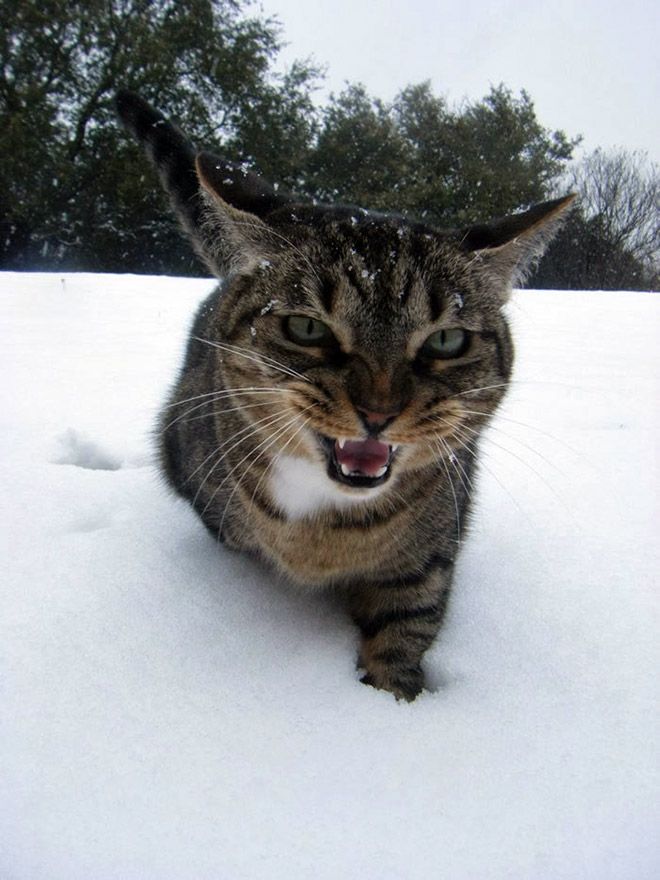 Первое знакомство домашних кошек со снегом