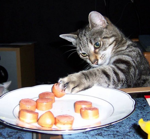 Усатые воришки Усатые воришки