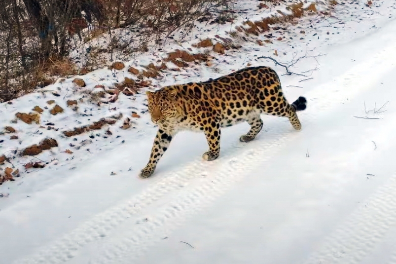 Леопарда-путешественника встретили на российско-китайской границе в Приморье