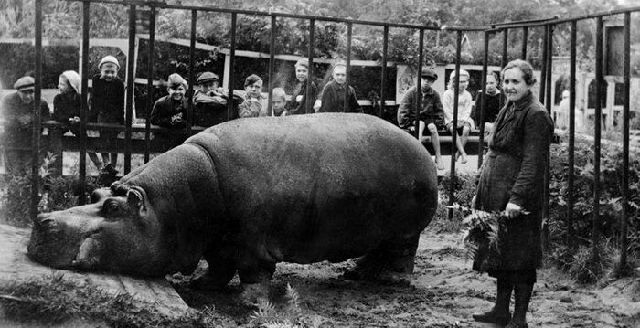 Бегемотиха Красавица пережила блокаду в Ленинградском зоопарке