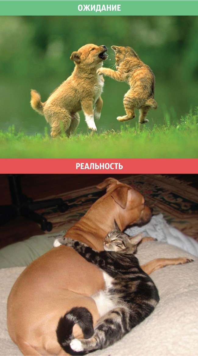 Коты: ожидания и реальность коты, приколы