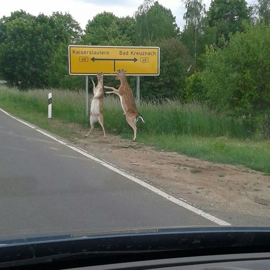 Олень на дороге прикол