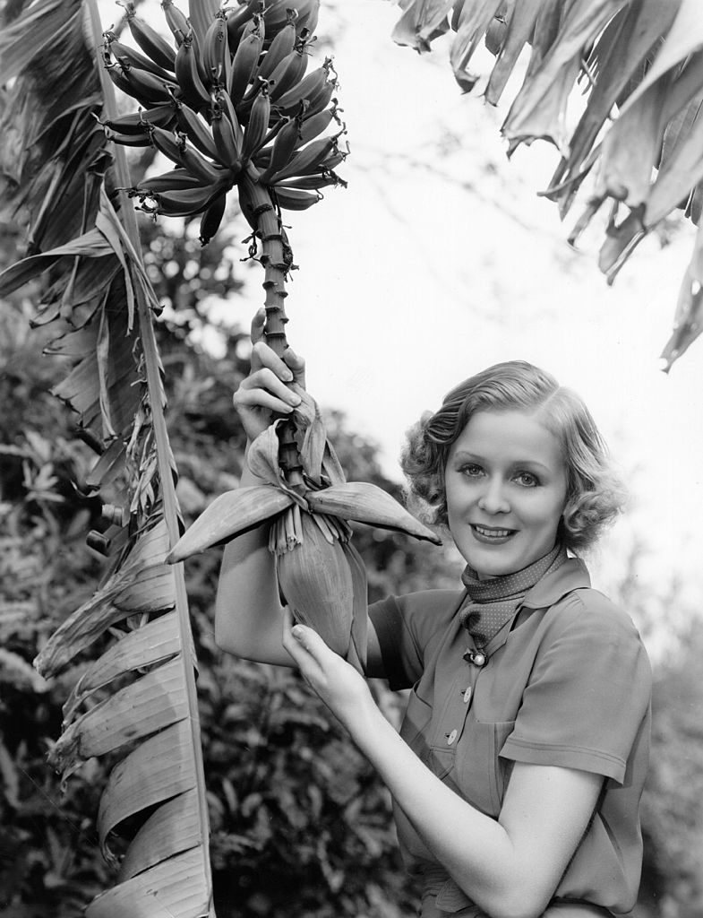 circa 1935: Gloria Stuart, the stage name of Gloria Stuart Finch ( 1909 - ) the American leading lady of the thirties is pictured examining the fruit of a banana tree. Her latest role is 'Poor Little Rich Girl' in which Shirley Temple is the star. (Photo by Hulton Archive/Getty Images)
